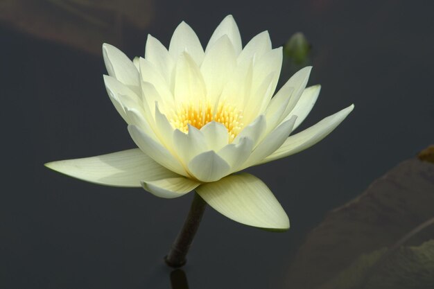 Photo close-up of flower blooming outdoors