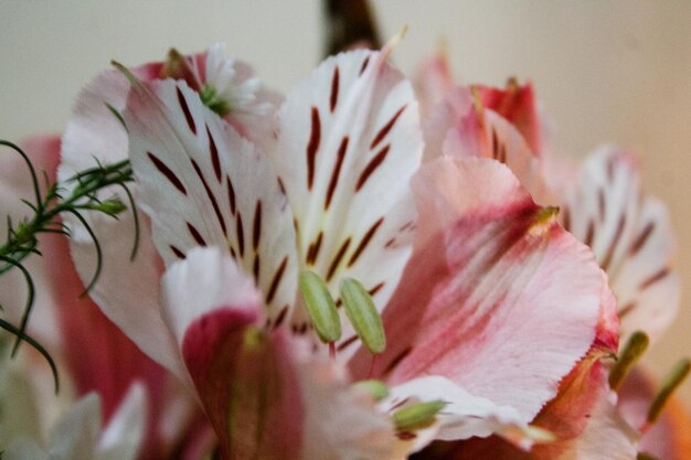 Foto close-up di un fiore in fiore all'aperto