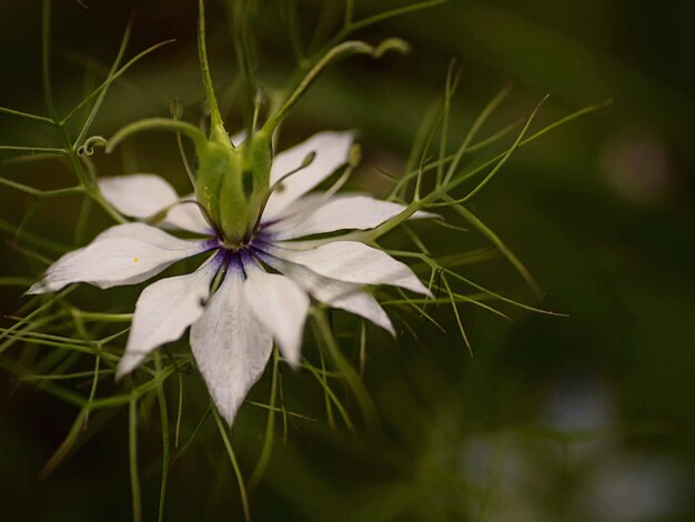 Photo close-up of flower blooming outdoors