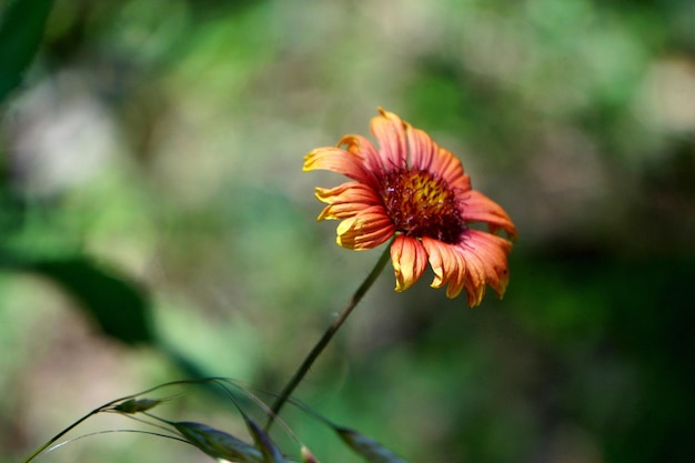 Foto close-up di un fiore che fiorisce all'aperto