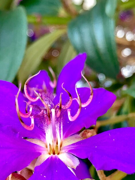 Close-up of flower blooming outdoors