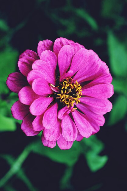 Close-up of flower blooming outdoors