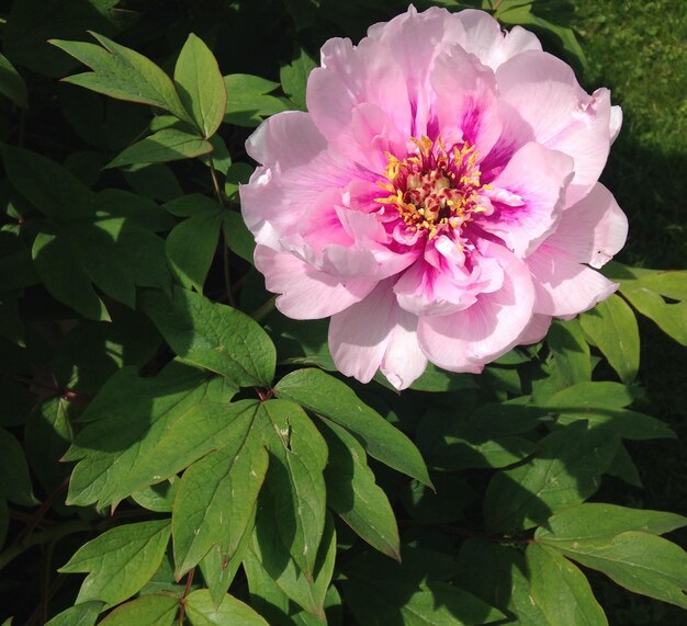 Photo close-up of flower blooming outdoors