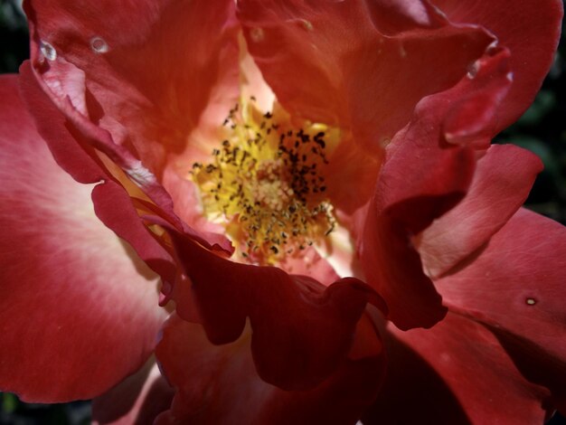 Close-up of flower blooming outdoors