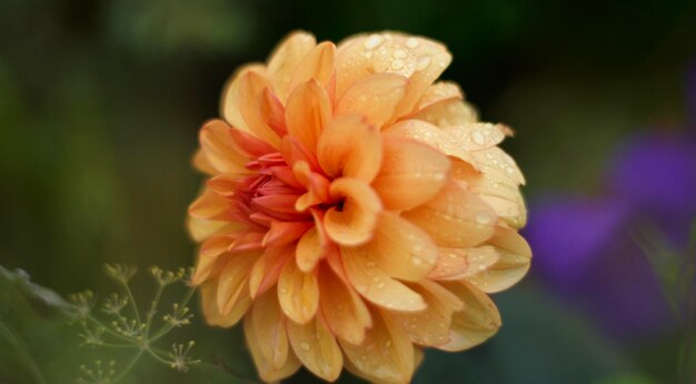 Close-up of flower blooming outdoors