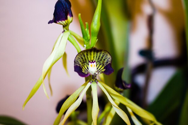 Close-up of flower blooming outdoors