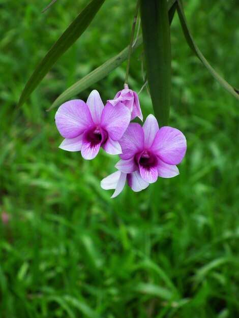 Close-up of flower blooming outdoors