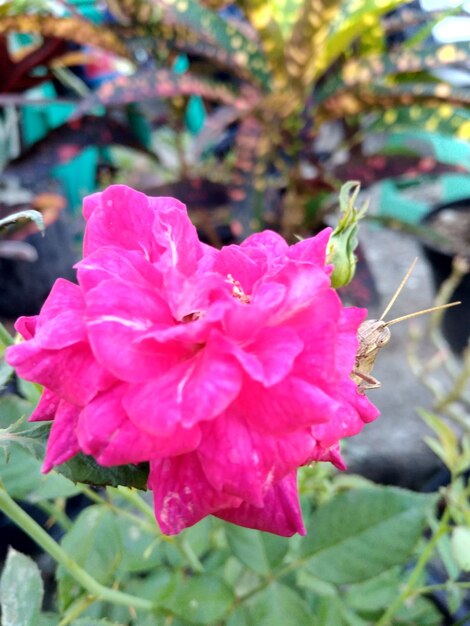 Close-up of flower blooming outdoors