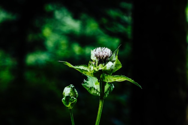 Close-up of flower blooming outdoors