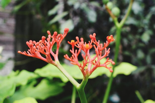 Photo close-up of flower blooming outdoors