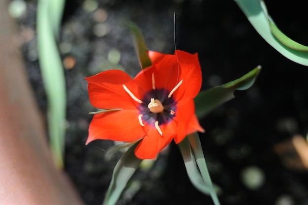 Photo close-up of flower blooming outdoors