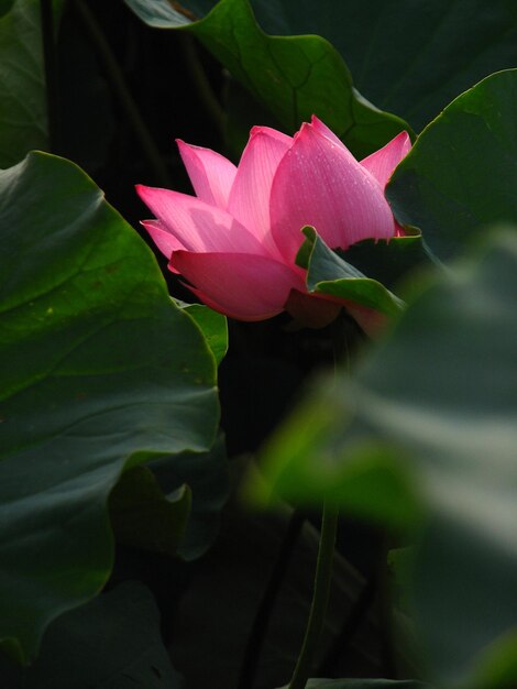 Close-up of flower blooming outdoors