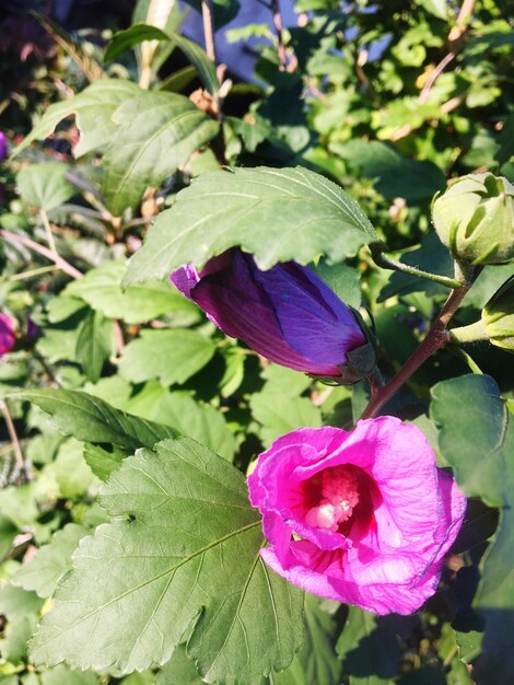 Close-up of flower blooming outdoors