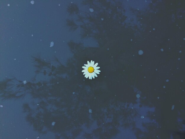 Photo close-up of flower blooming outdoors