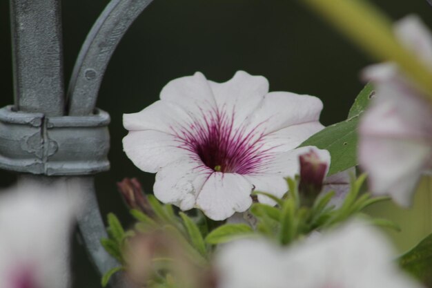 Foto close-up di un fiore in fiore all'aperto