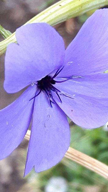 Close-up of flower blooming outdoors