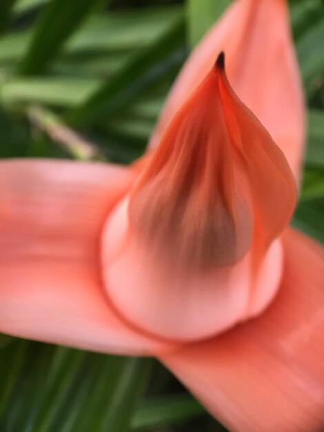 Foto close-up di un fiore che fiorisce in un parco