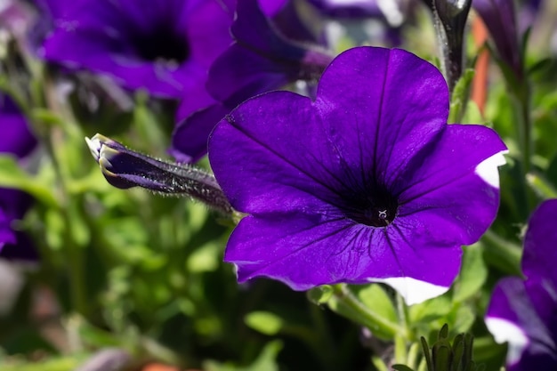 Close up of a flower border with colouful flowering Petunia Wave Sweetheartx9