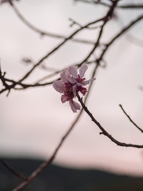 Photo close-up of flower on branch