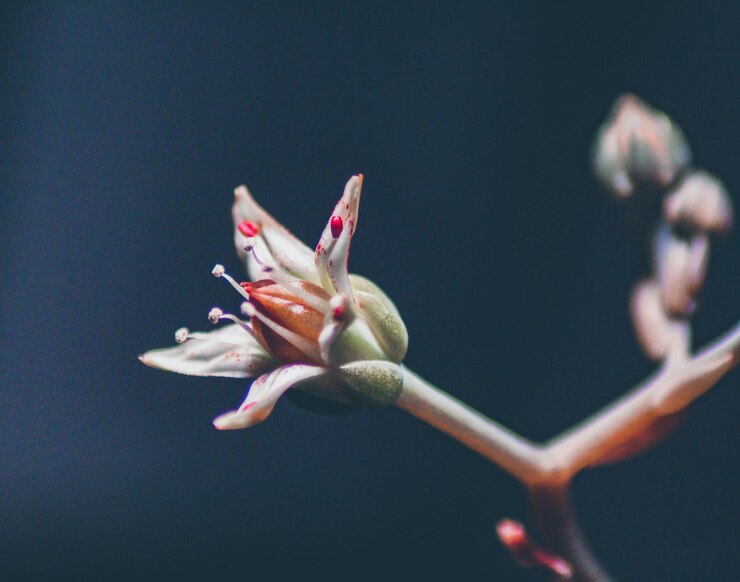 Photo close-up of flower bud against white background