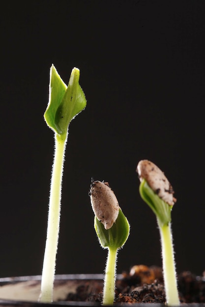 Photo close-up of flower bud growing against black background