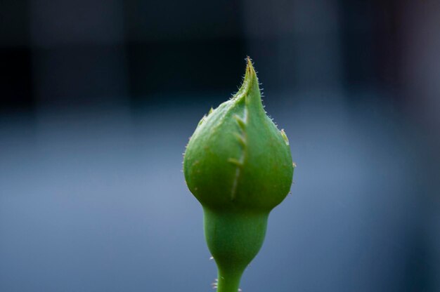 Photo close-up of flower bud growing outdoors