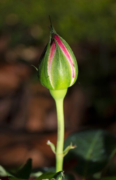 Photo close-up of flower bud growing outdoors