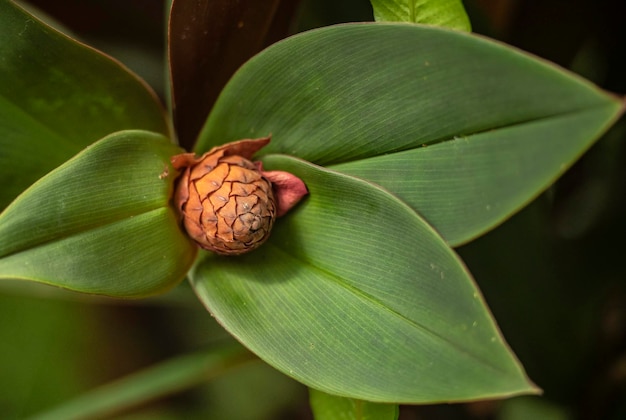A close up of a flower bud with a green leaf