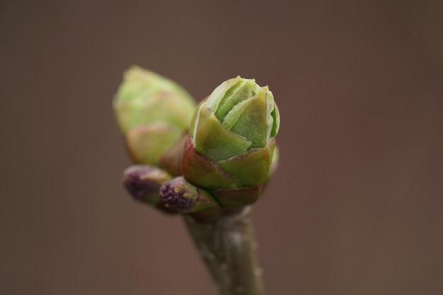 Photo close-up of flower bud