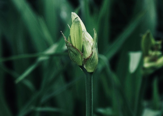 Close-up of flower bud