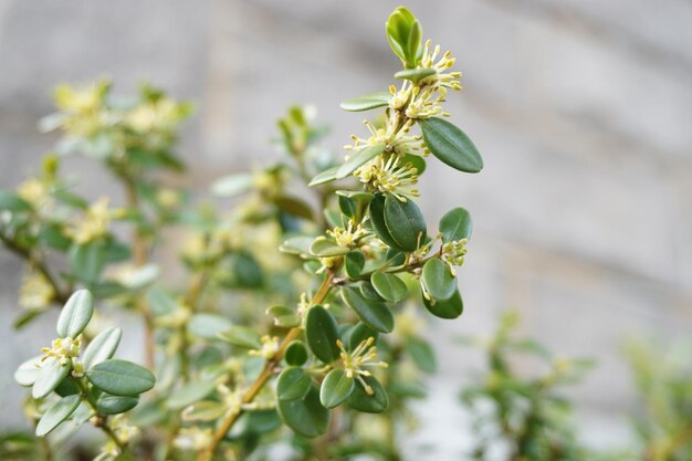 Close-up of flower bud