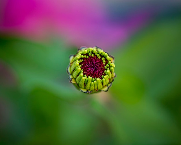 Photo close-up of flower bud