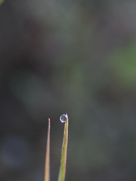 Foto prossimo piano del bocciolo del fiore