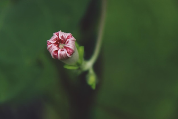 꽃  ⁇ 의 클로즈업