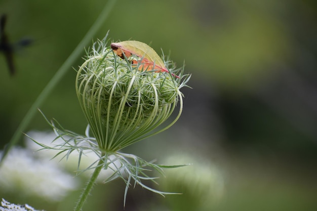 Photo close-up of flower bud