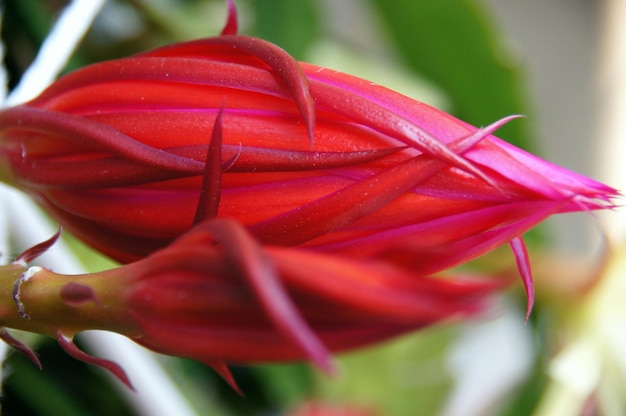 Photo close-up of flower bud