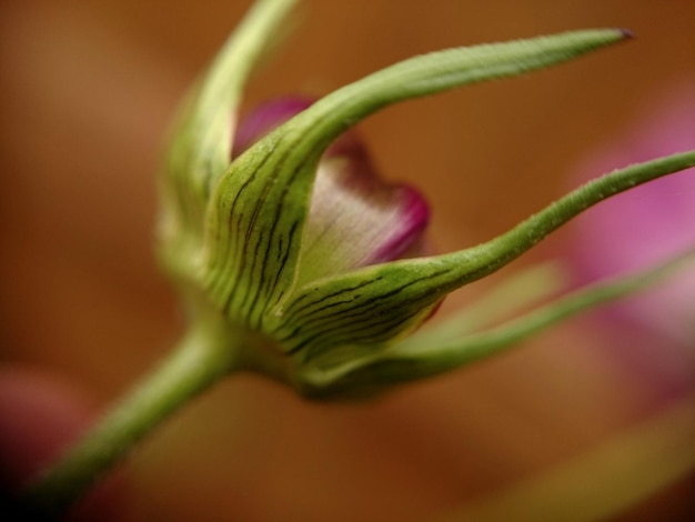 花の芽のクローズアップ