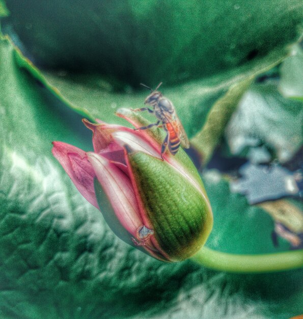 Close-up of flower bud