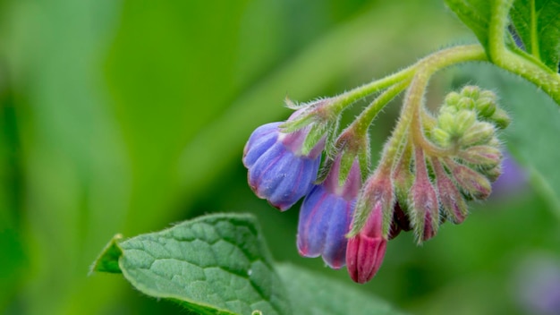 close-up of flower bud