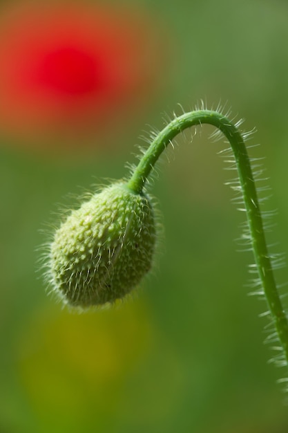 Foto prossimo piano del bocciolo del fiore