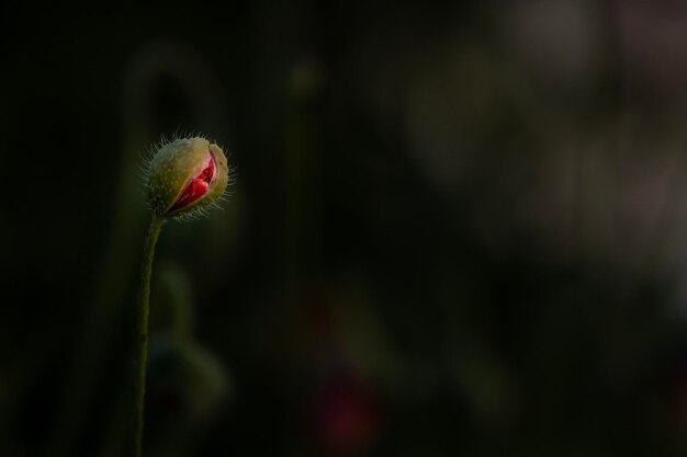 Photo close-up of flower bud