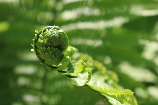 Close-up of flower bud