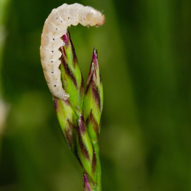 Close-up of flower bud