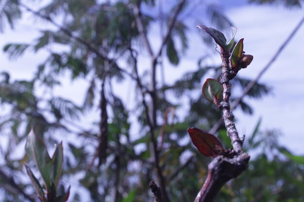 Close-up of flower buds on branch