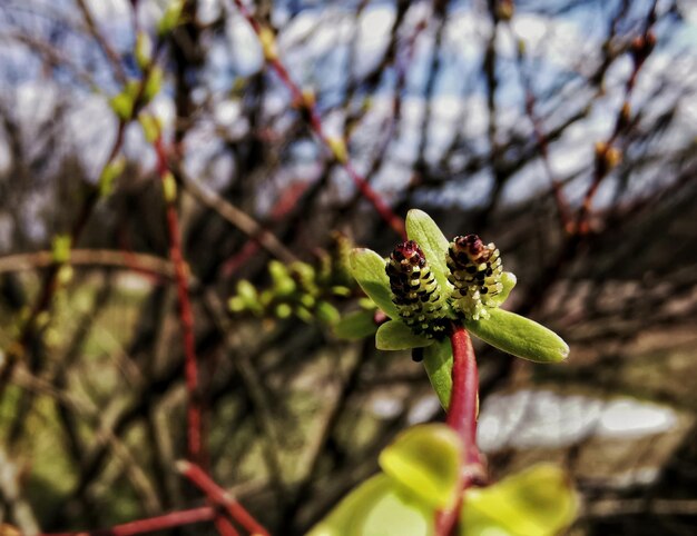 Photo close-up of flower buds on branch