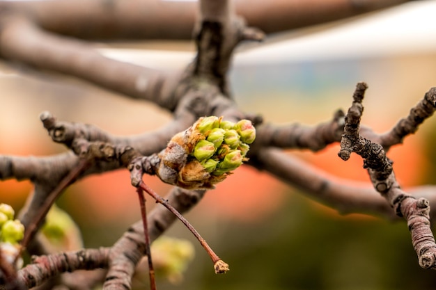 Photo close-up of flower buds growing outdoors