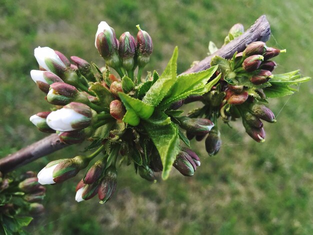 Photo close-up of flower buds growing outdoors