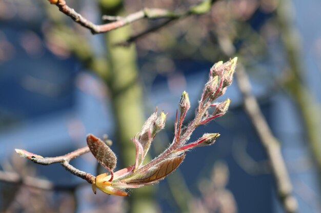 Close-up of flower buds growing outdoors