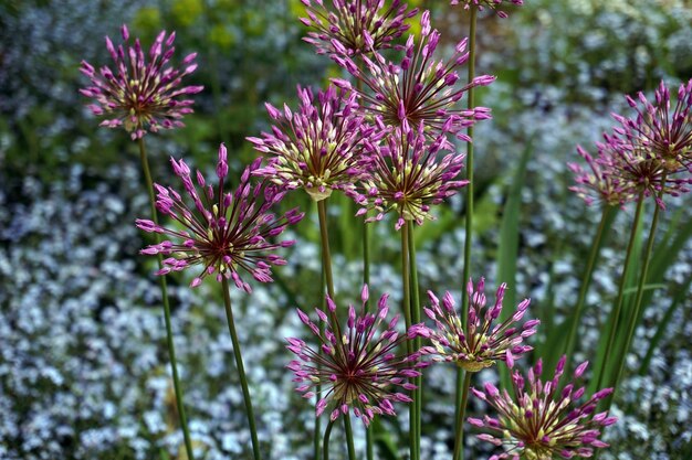 Foto close-up di boccioli di fiori che crescono all'aperto