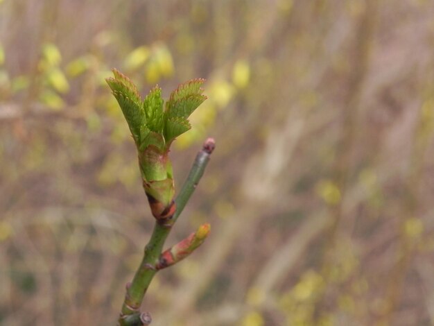 Photo close-up of flower buds growing outdoors